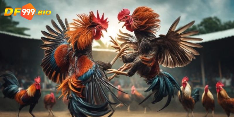Khái quát chung về trò chơi đá gà