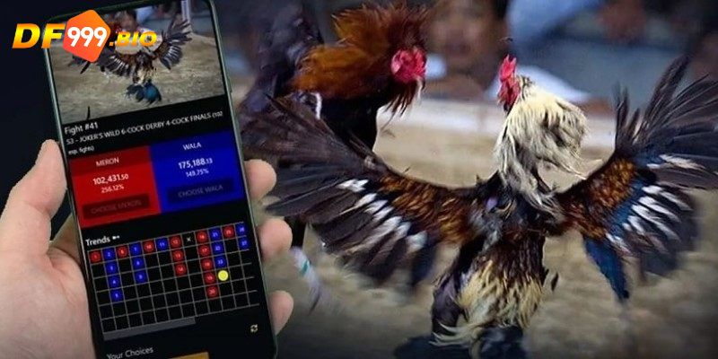 Một số mẹo chơi đá gà hay nên áp dụng