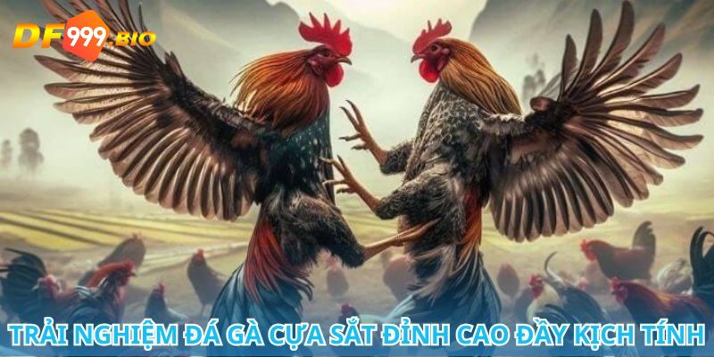 Các lưu ý khi chơi đá gà cần biết