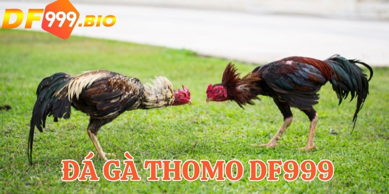 Trải nghiệm cá cược đá gà thomo DF999 kịch tính