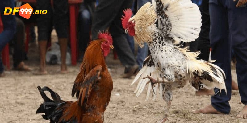 Nhiều kèo cược đa dạng