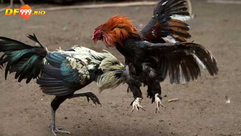 Đá gà trực tuyến