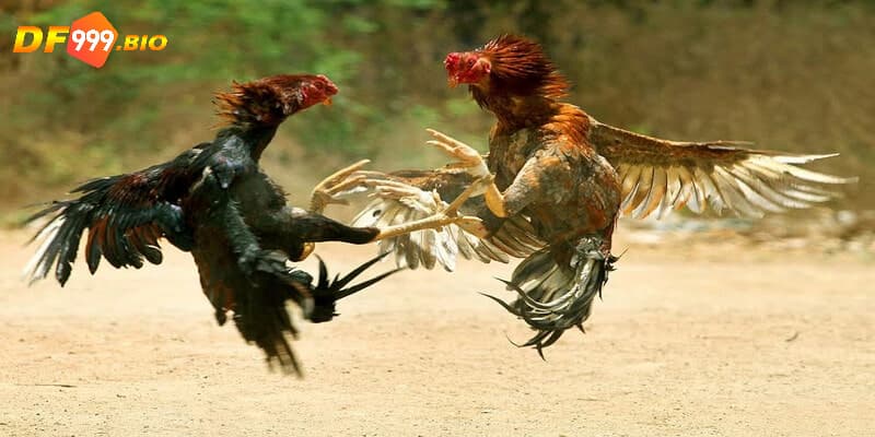 Mẹo chơi Đá gà trực tiếp DF999 có tỷ lệ thắng cao