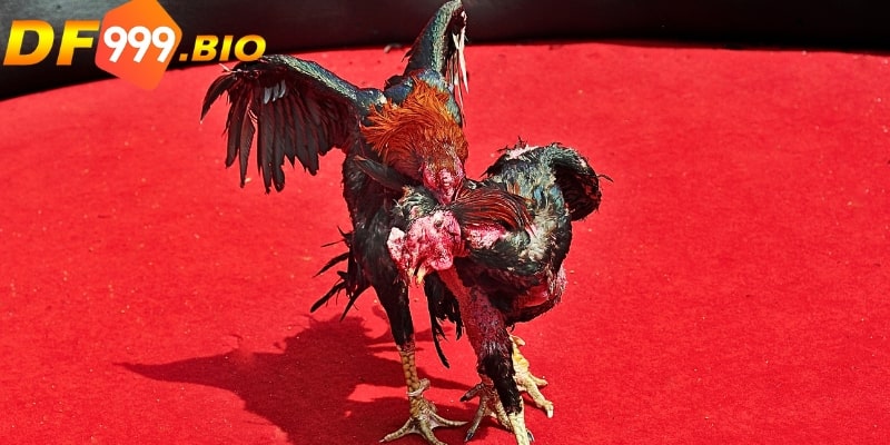 Anh em chọn cược và đặt tiền cược vào trận đấu